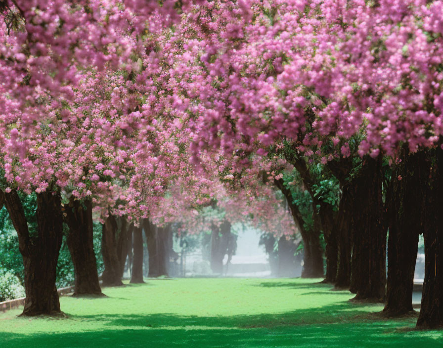 Tranquil alley with pink flowering trees and misty backdrop