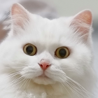 Fluffy white cat with amber eyes among blue and white flowers