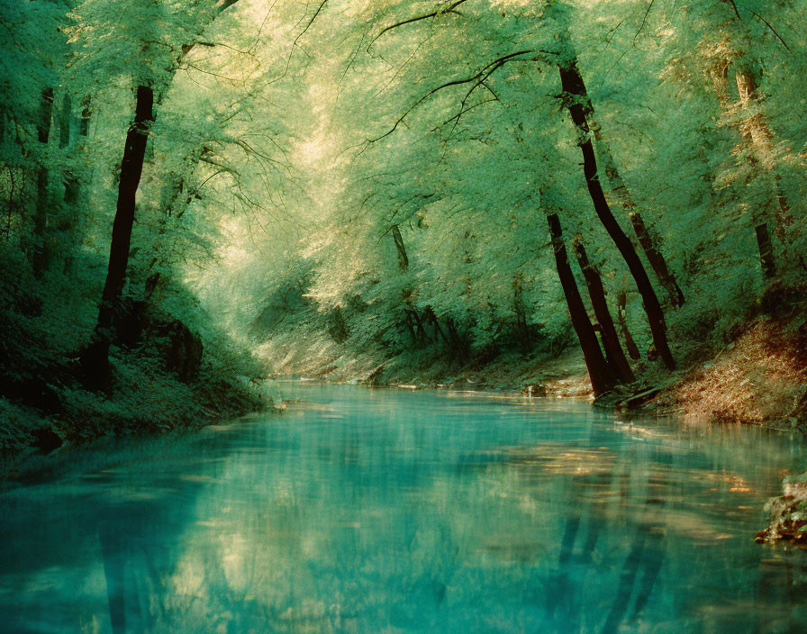 Tranquil River Surrounded by Lush Trees in Soft Light