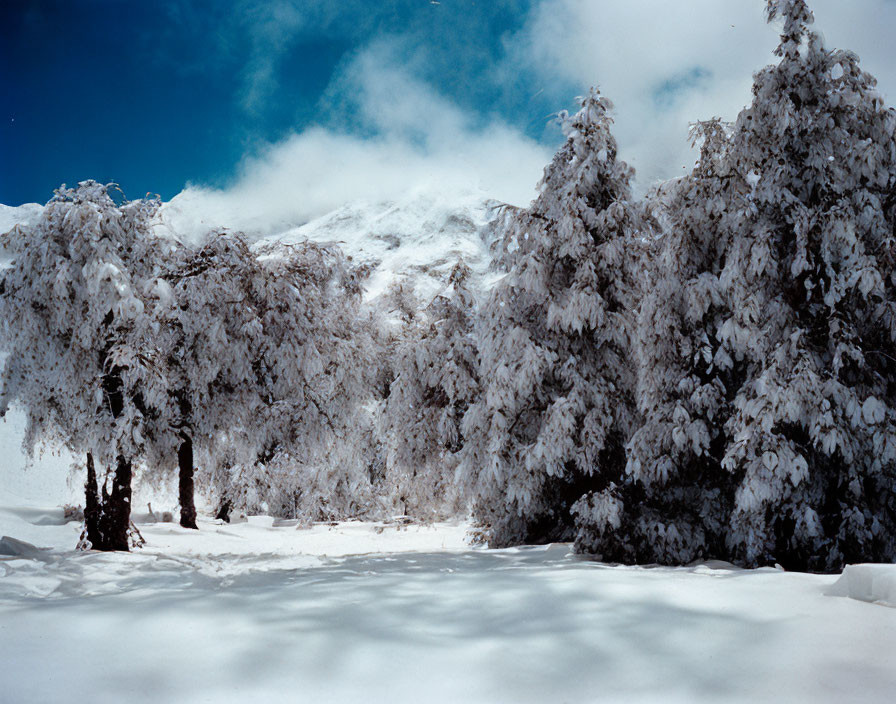 Snow-covered trees under clear blue sky in mountainous region