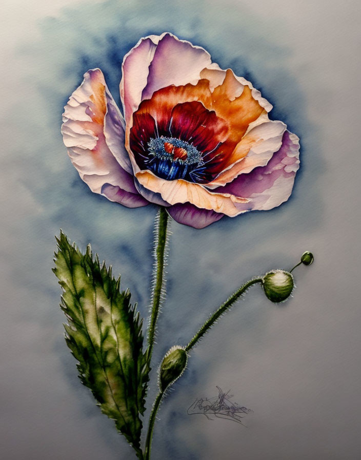 Delicate white-to-purple poppy watercolor painting with bud and leaf