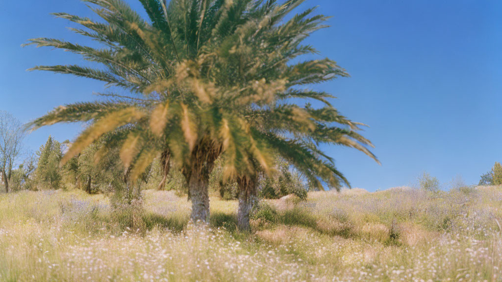 Vibrant wildflowers on lush green field with palm tree under clear blue sky