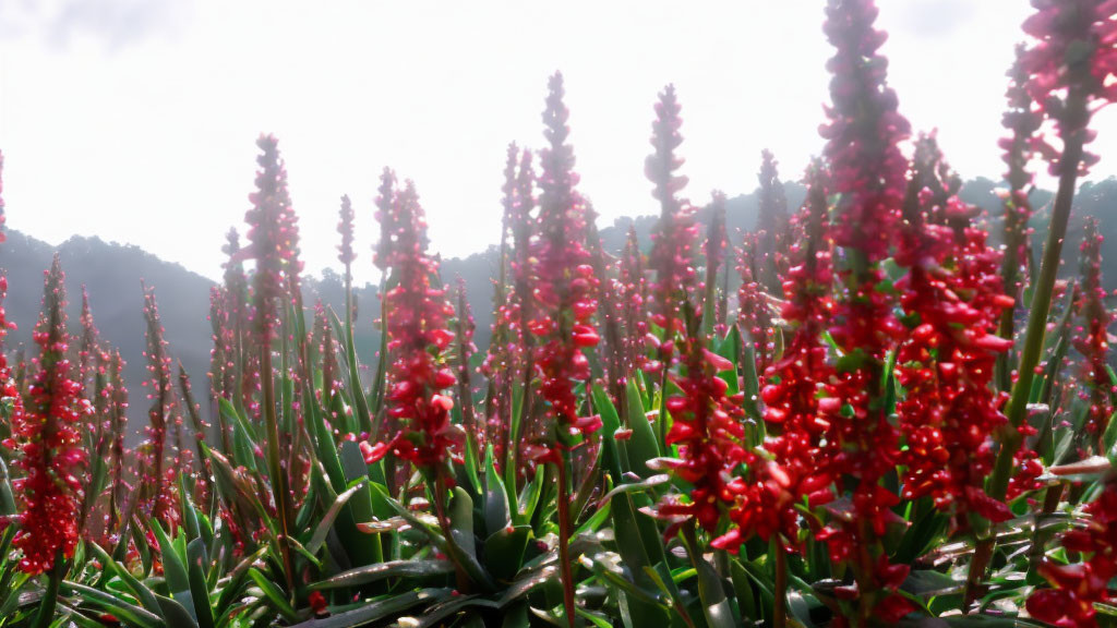 Vibrant red flowers in lush green field with misty forest hillscape