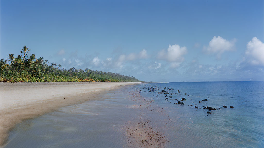 Sunny tropical beach with palm trees, rocks, and clear skies