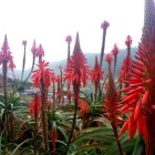 Vibrant red tropical flowers with green foliage and hazy buildings.