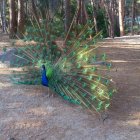 Futuristic peacock with glowing blue patterns in industrial setting