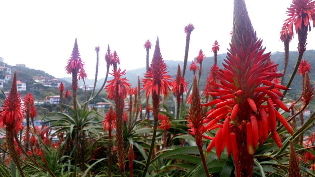 Vibrant red tropical flowers with green foliage and hazy buildings.