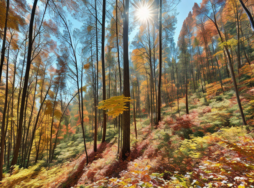 Colorful Autumn Forest with Sunburst Through Tall Trees