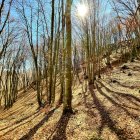 Colorful Autumn Forest with Sunburst Through Tall Trees