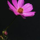 Pink flower with yellow center above red liquid splashes on dark background