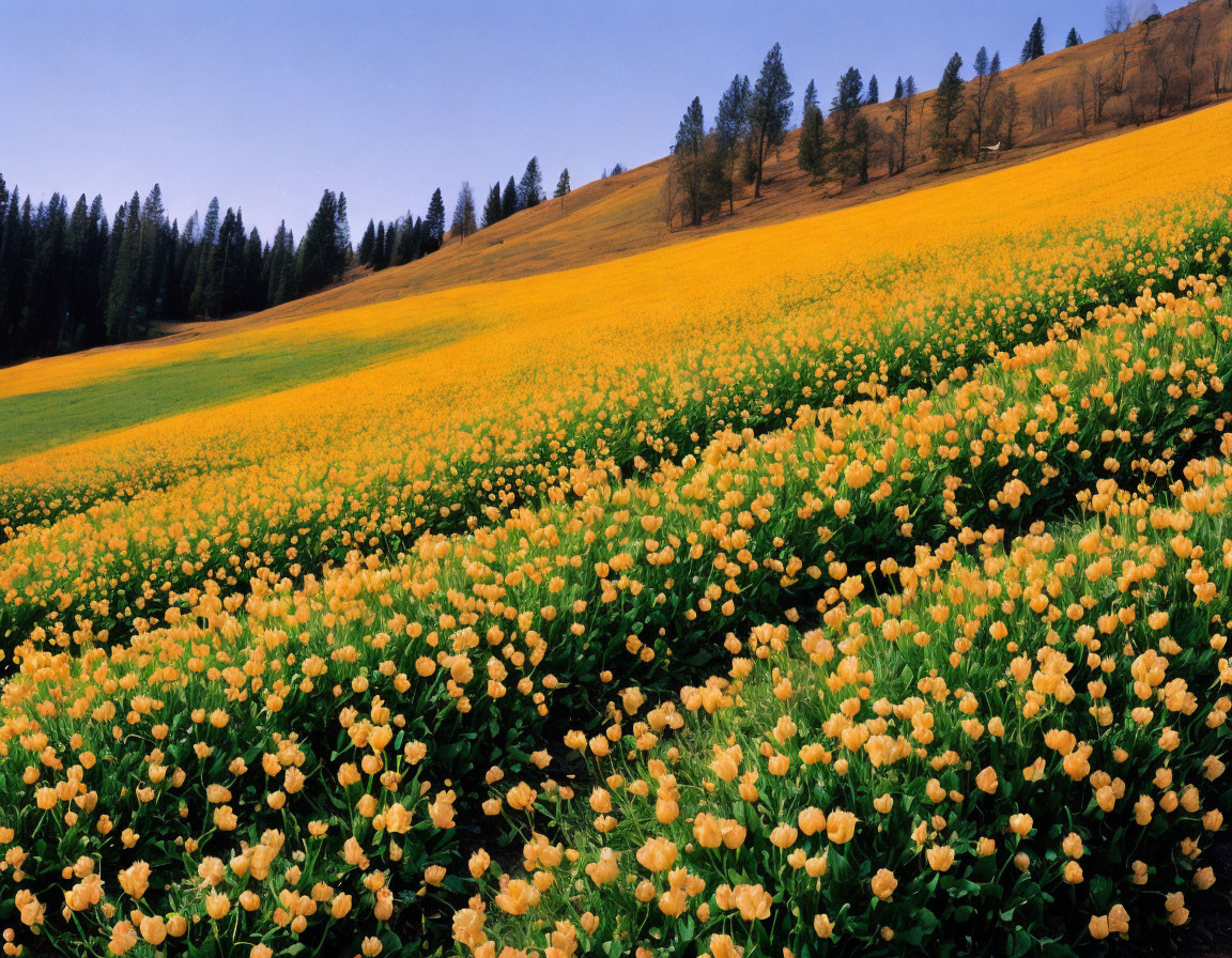 Lush meadow with yellow flowers, green trees, and blue sky