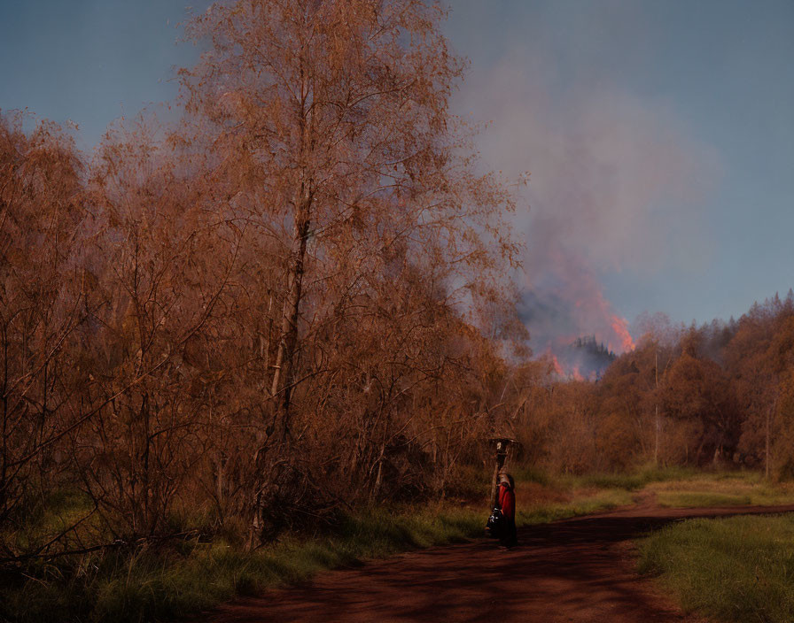 Motorcyclist on dirt road in fiery forest with autumnal trees