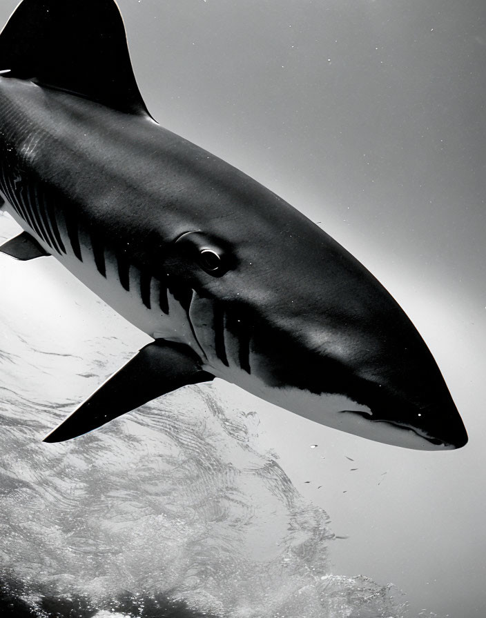 Monochrome underwater shark image with light rays and bubbles