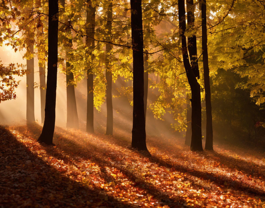 Vibrant autumn forest with sunrays and fallen leaves.