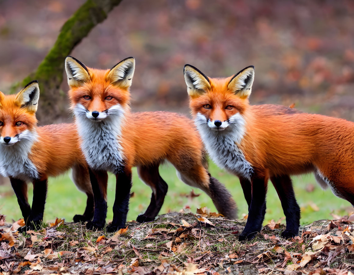 Three red foxes in row with autumn foliage background