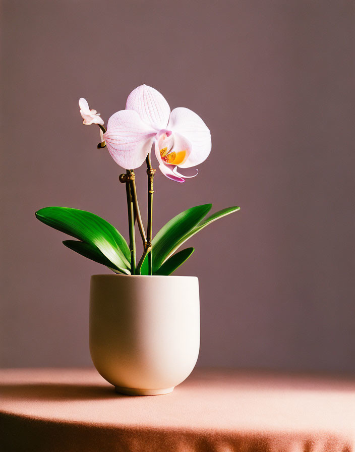 Blooming white orchid in a pot with green leaves on neutral background