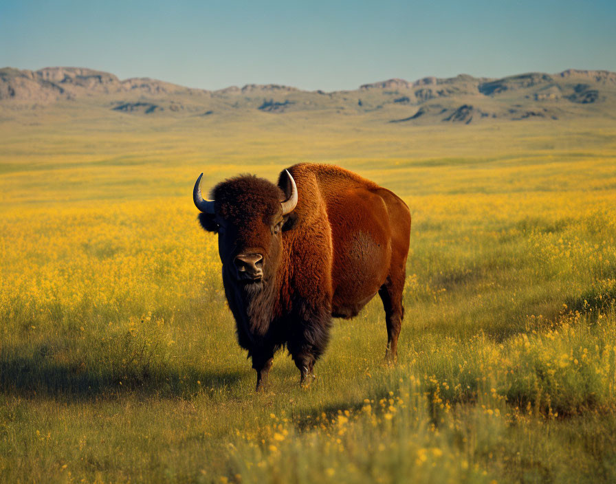 Bison in Vibrant Yellow-Flowered Field with Rolling Hills