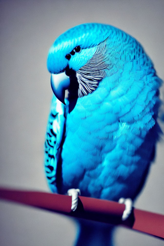 Vibrant blue budgerigar on red stick with blurred background