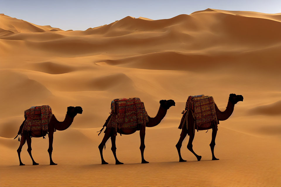 Three Camels with Decorative Saddles Crossing Desert Sand Dunes