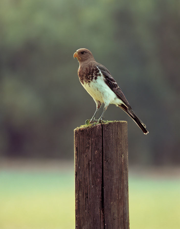 Majestic bird of prey perched on weathered post against green background