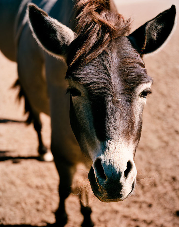 Donkey close-up with perked ears and tuft of hair in sunlight