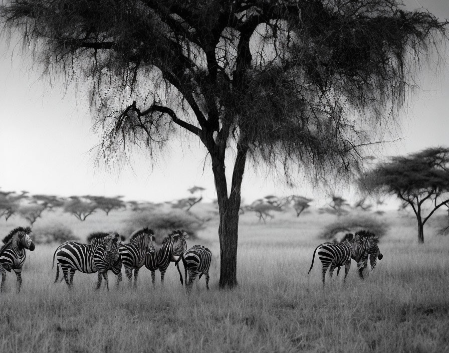 Monochrome image of zebras grazing under acacia tree in savanna