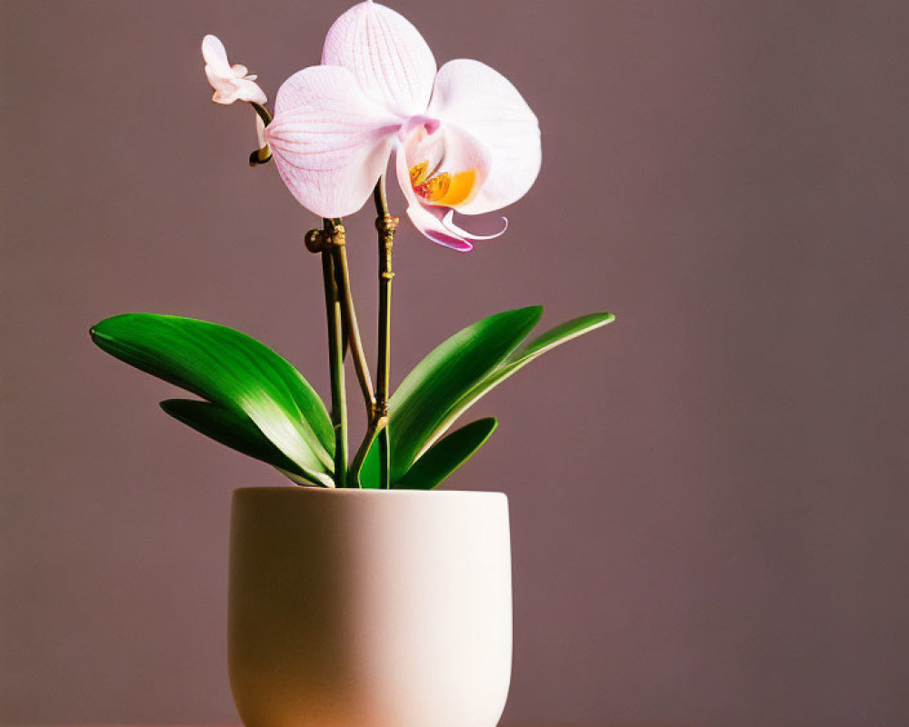 Blooming white orchid in a pot with green leaves on neutral background