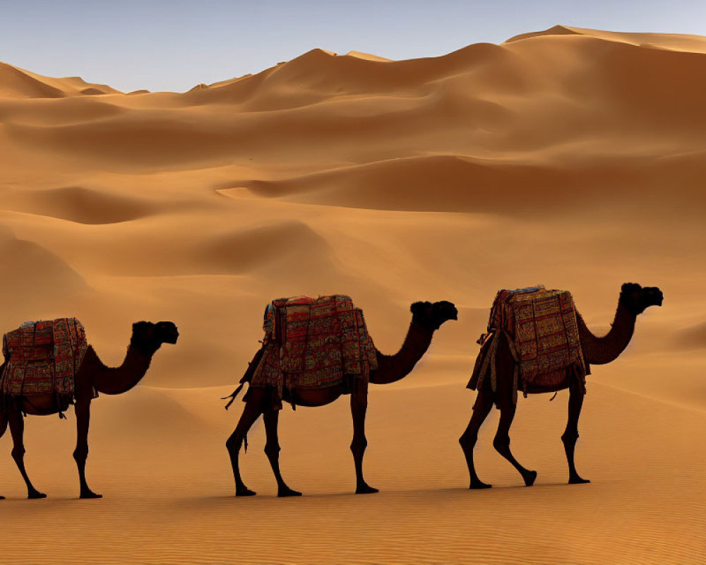Three Camels with Decorative Saddles Crossing Desert Sand Dunes