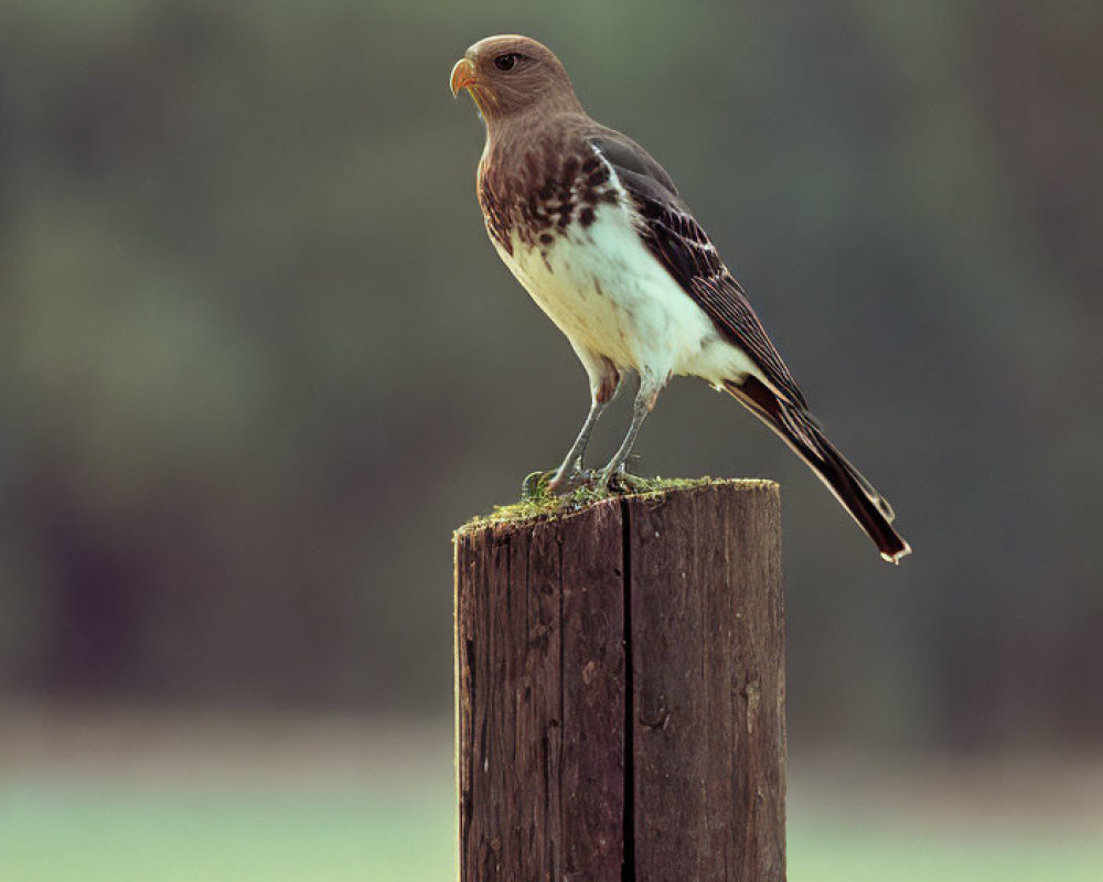 Majestic bird of prey perched on weathered post against green background