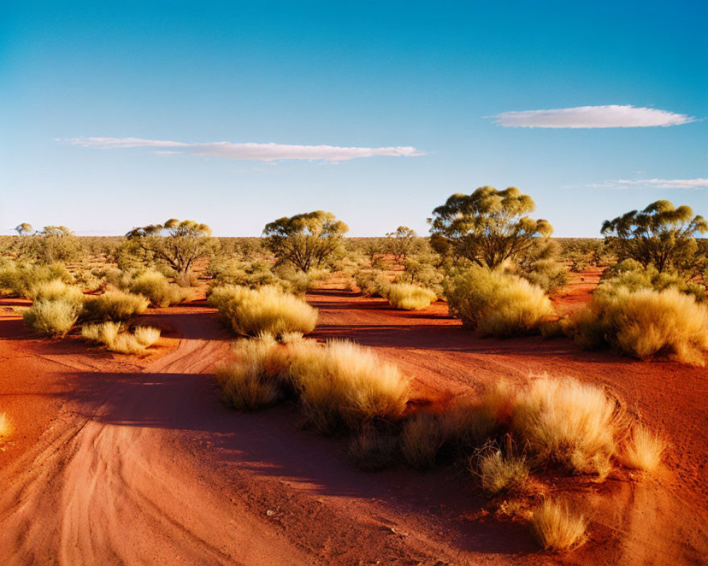 Scenic red desert landscape with winding dirt track and green shrubs