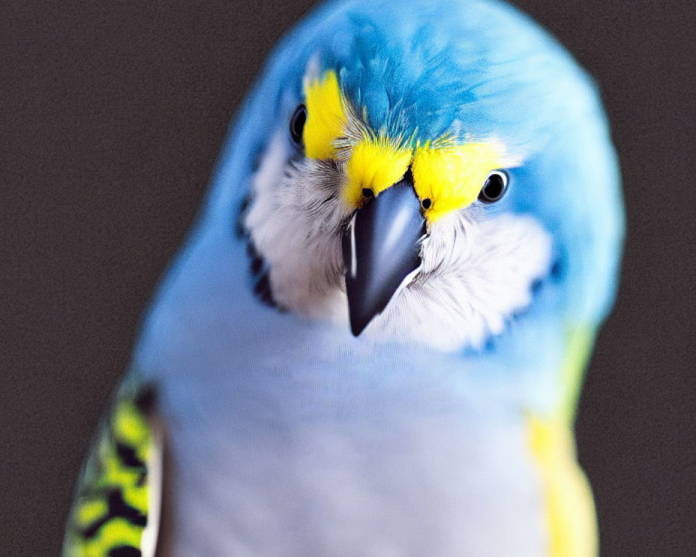 Vibrant Budgerigar with Blue and Yellow Feathers in Close-up