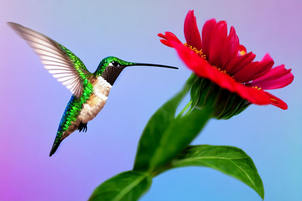 Iridescent green hummingbird near red flower on gradient background