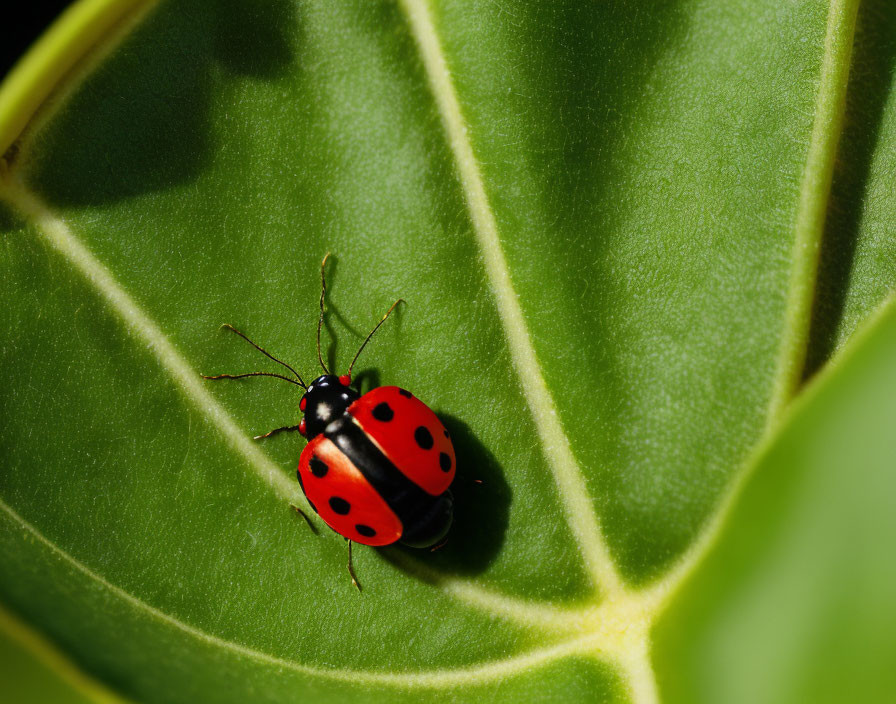 Red and black-spotted ladybug on green leaf with veins