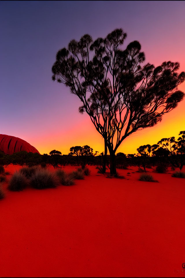 Colorful desert sunset with silhouetted tree and red sand dunes