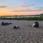 Tranquil beach scene at dusk with seals, dunes, rocks, and cloudy sky