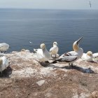 Coastal cliff scene with seabirds, lighthouse, waves, and hills