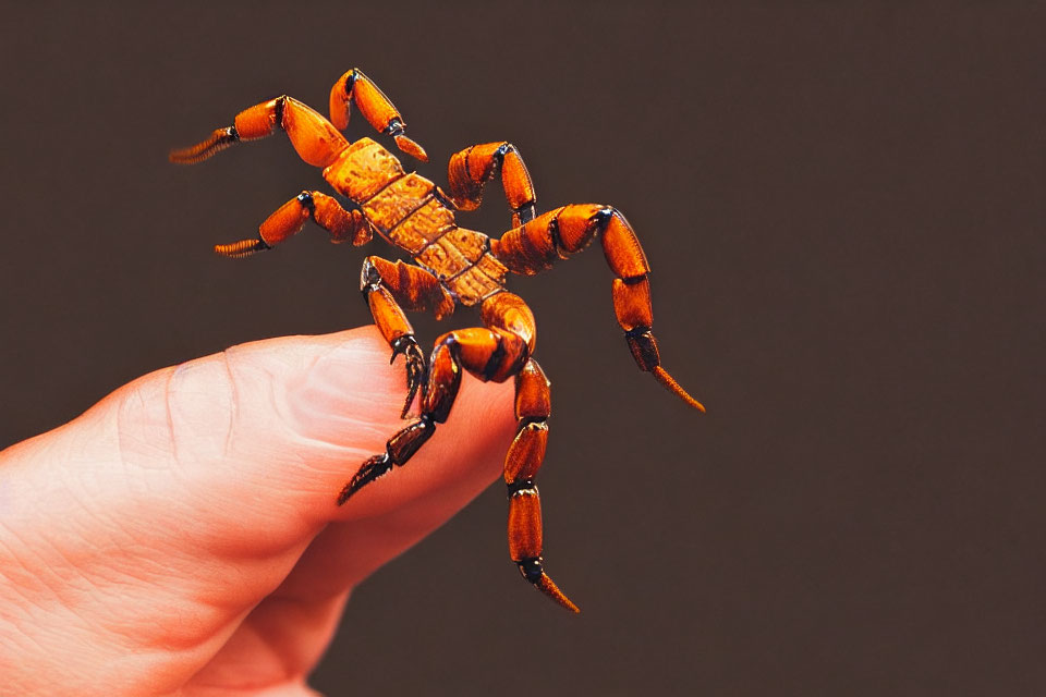 Fingertip holding small orange scorpion on brown background