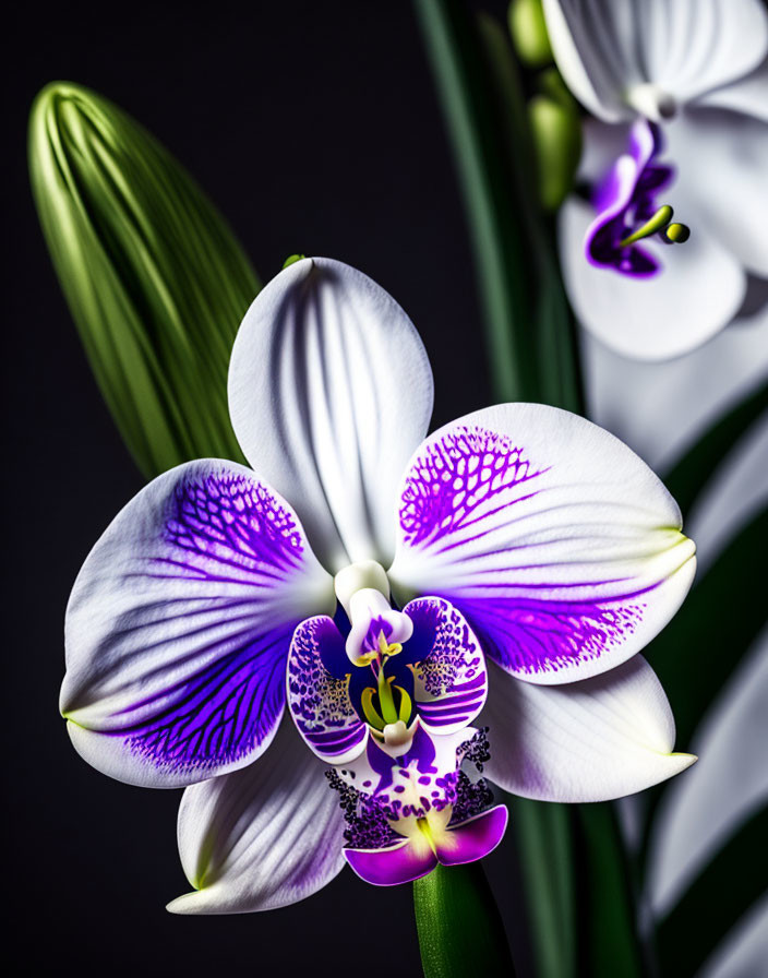 Vibrant orchid with purple and white petals on dark background