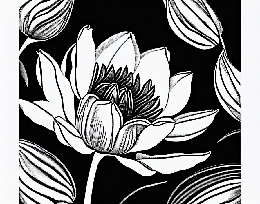 Detailed black and white lotus flower illustration with buds and leaves.