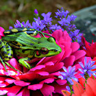 Colorful Frog on Pink Flower Surrounded by Purple Blooms