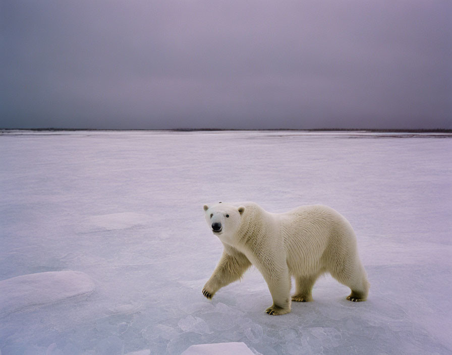 Polar bear in vast icy landscape under overcast sky