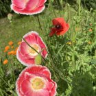 Bright red poppies with delicate petals and water droplets on green stems.