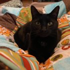 Black Cat Resting on Colorful Patchwork Quilt