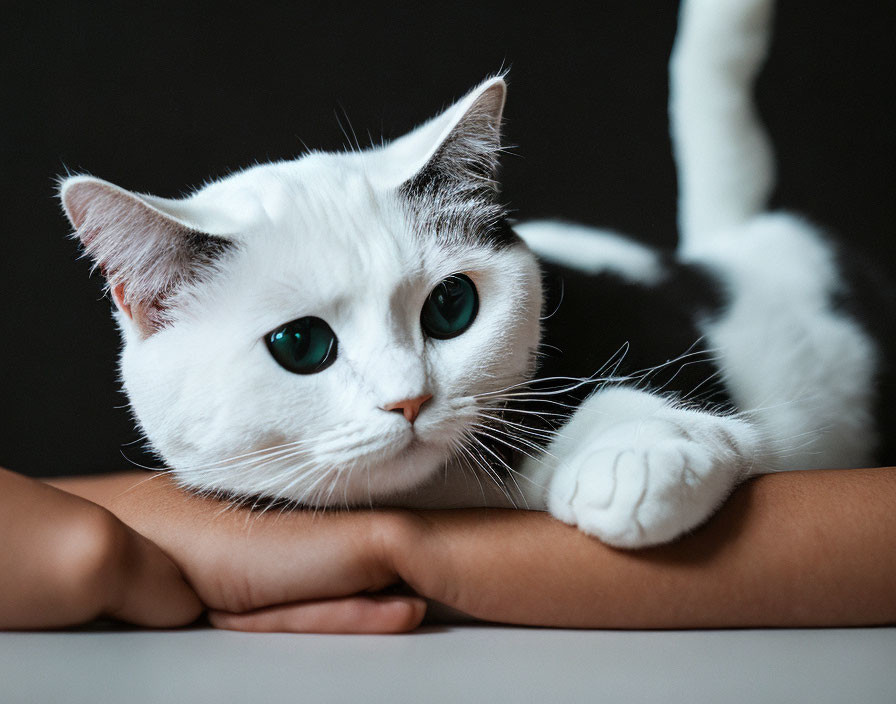 White Cat with Black Spots and Green Eyes Resting on Human's Arm