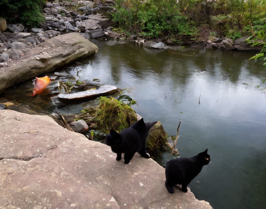 Black Cats on Rocky Edge by Calm Stream with Greenery