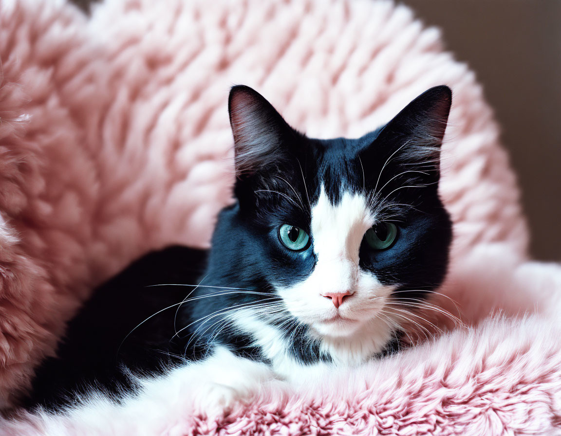 Black and White Cat with Green Eyes on Pink Cushion