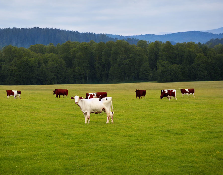 Cows grazing in lush green field with forested hill and cloudy sky