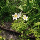 Green foliage, white daisies, pink flowers, and dark stones in sunlight