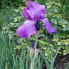 Purple flower with water droplets in lush greenery scenery