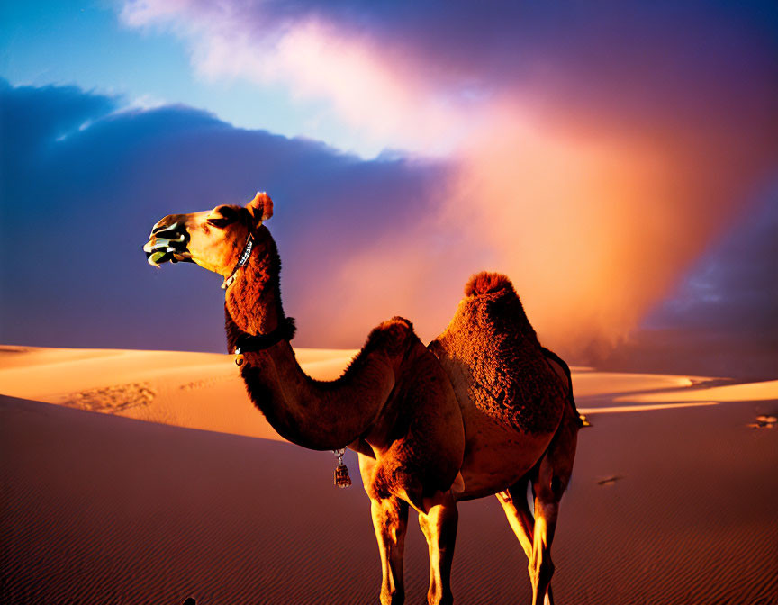 Camel standing on desert dune under dramatic dusk sky